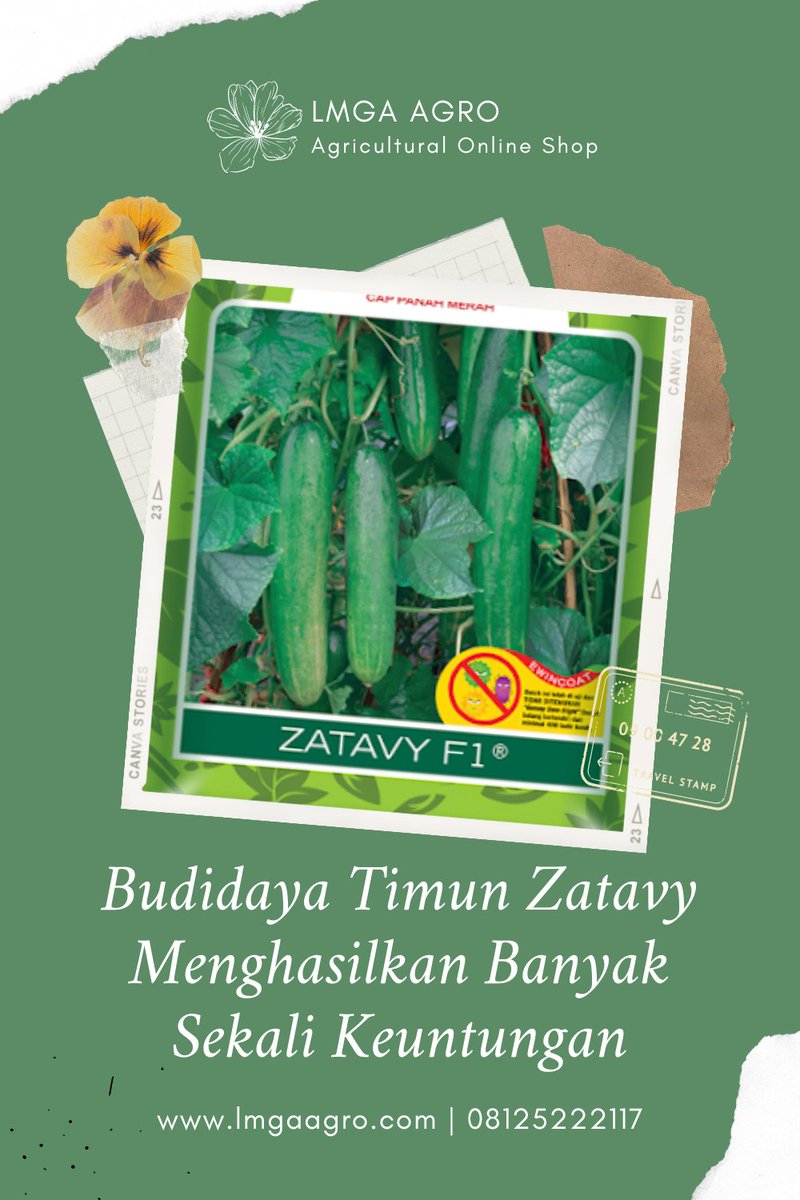 LMGAAgro's tweet image. Budidaya Timun Zatavy Menghasilkan Banyak Sekali Keuntungan. 08125222117 SMS/WA. Toko Lmga Agro Online jual benih timun Zatavy berkualitas dengan harga lebih terjangkau. TImun, Sayur, Buah, Benih, Budidaya. #LmgaAgro #Budidaya #Timun #Zatavy #Menguntungkan tinyurl.com/4u6tpu2n