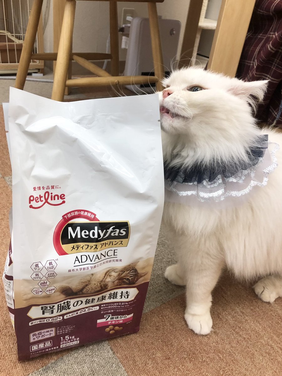 catcafenyankoto's tweet photo. シューちゃんにご飯のプレゼントをいただきました✨
シューちゃんも嬉しそうに袋にスリスリ👶✨
ありがとうございます🙇🏻‍♀️
#にゃんこと #猫カフェ #猫 https://t.co/x6KlwrA8bd
