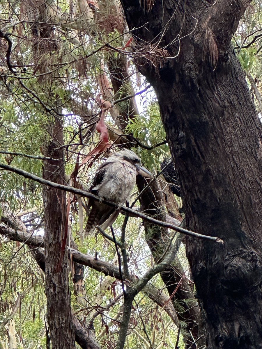 newietraveller's tweet photo. A great way to spend a wet windy Thursday is a hike through the Awabakal Conservation Area between Dudley & Redhead
Such a great variety of vegetation, views & landscape #hiking #hikingadventures #nationalparks #geography #bushland #nativeanimals #photography #cicardias https://t.co/QdsBnFBIn8