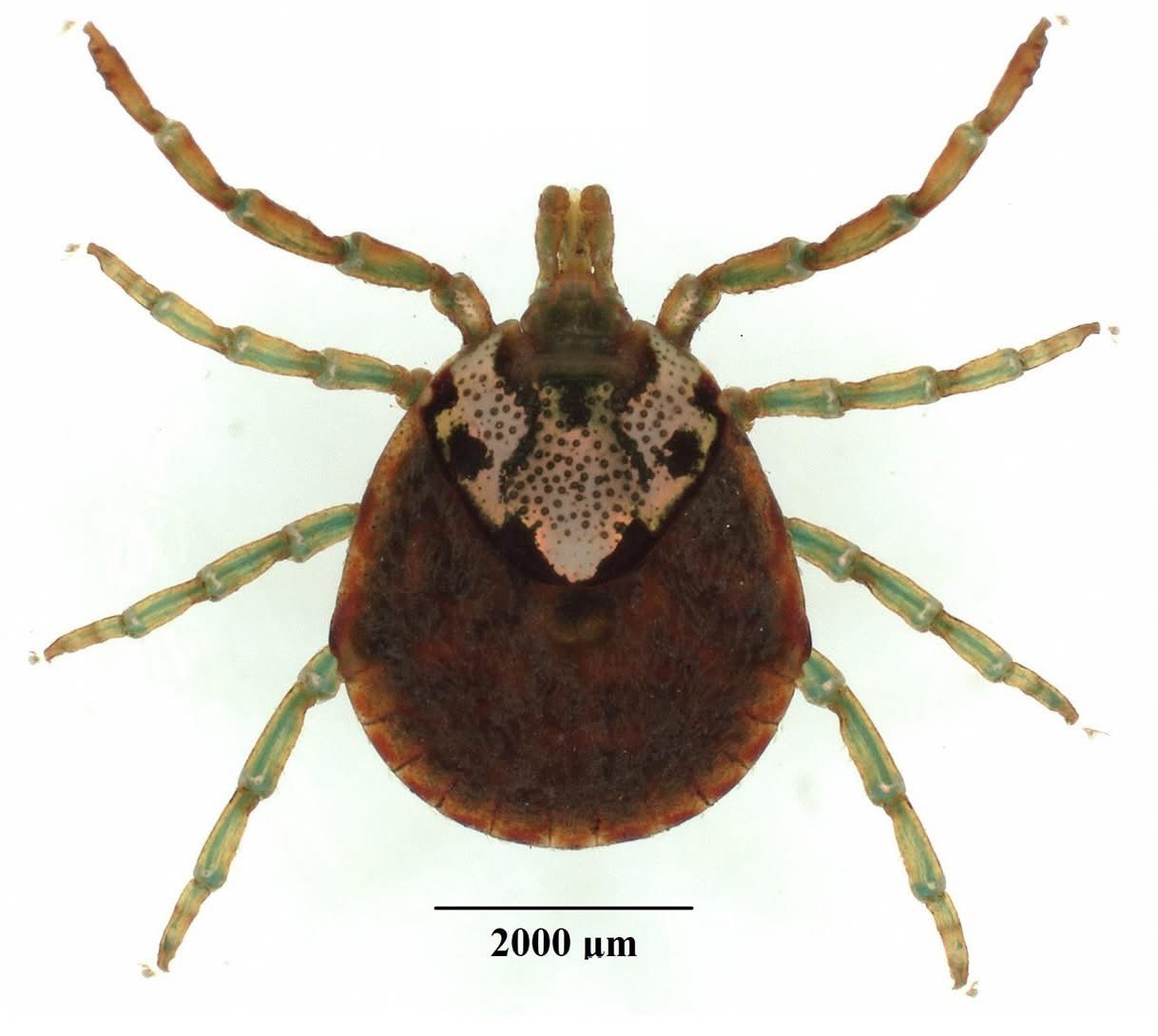 オオアオホソゴミムシDendorocellus geniculatus (Klug, 1834