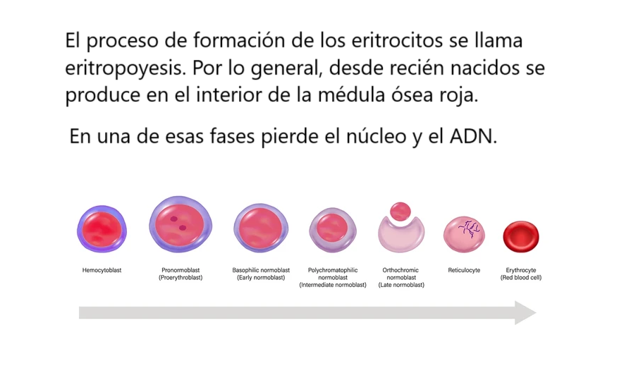 biologiayartes (@biologiayarte) on Twitter photo 