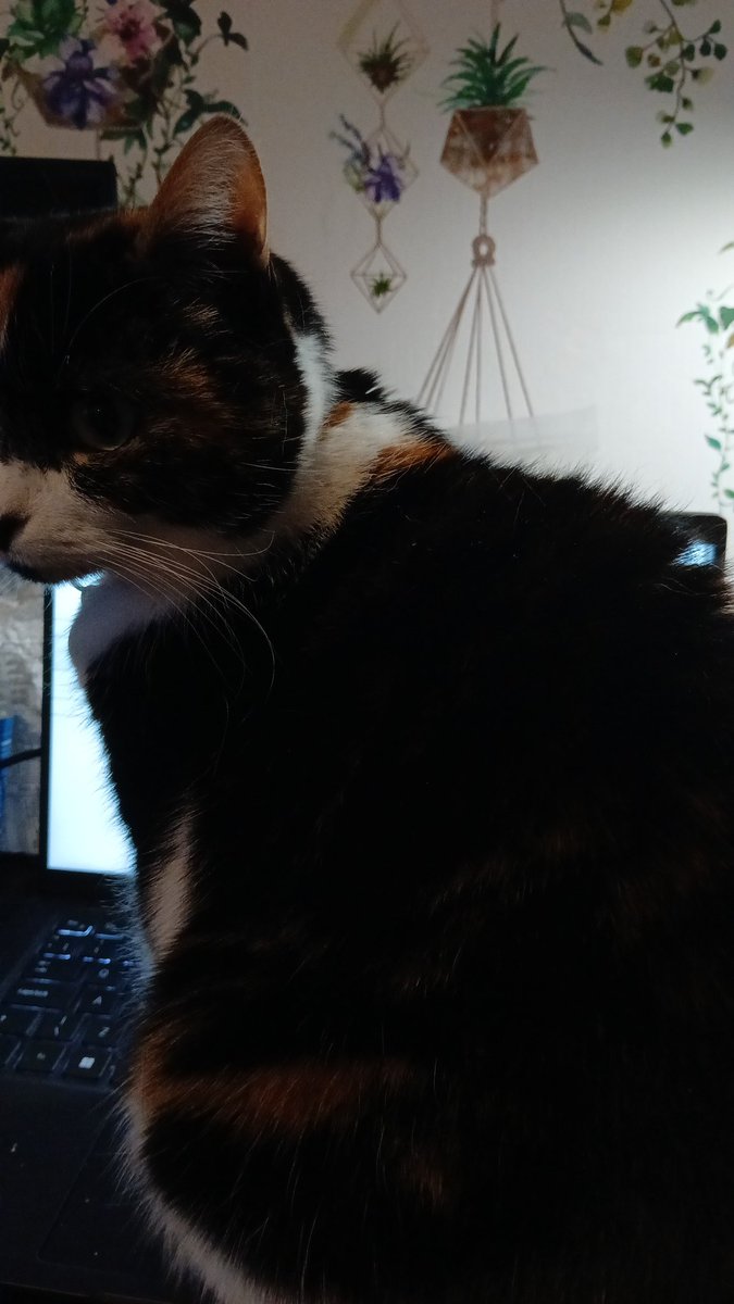 Charly (@blindseyeview) on Twitter photo Working from home yesterday Working from home yesterday