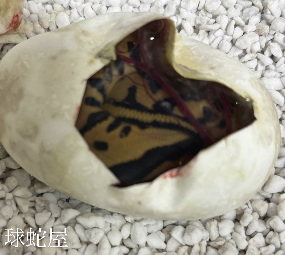 ボールパイソン専門店　球蛇屋 tweet media