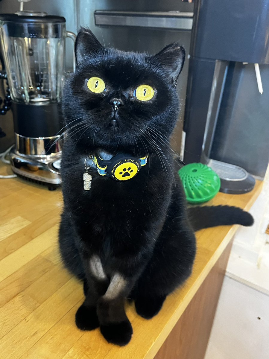 BastRa2020's tweet photo. Today is Bast’s 5th birthday, but instead of celebrating, she will be having major surgery to remove a tumour.
Fingers crossed all goes well!
#cats #CatsOfTwitter https://t.co/DsLjTEZMPj