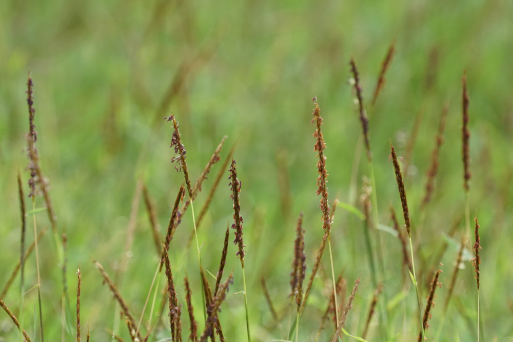 Rothamsted Research (@rothamsted) on Twitter photo 📢News!! Two Alopecurus genomes, blackgrass and orange/shortawn foxtail, have been sequenced🧬to help uncover what makes these weeds such exceptional survivors in modern agricultural systems
<a href="/EarlhamInst/">Earlham Institute</a> @plantenv <a href="/kewgardens/">KewGardens</a>
Full story 👇
rothamsted.ac.uk/news/new-seque… 📢News!! Two Alopecurus genomes, blackgrass and orange/shortawn foxtail, have been sequenced🧬to help uncover what makes these weeds such exceptional survivors in modern agricultural systems
<a href="/EarlhamInst/">Earlham Institute</a> @plantenv <a href="/kewgardens/">KewGardens</a>
Full story 👇
rothamsted.ac.uk/news/new-seque…