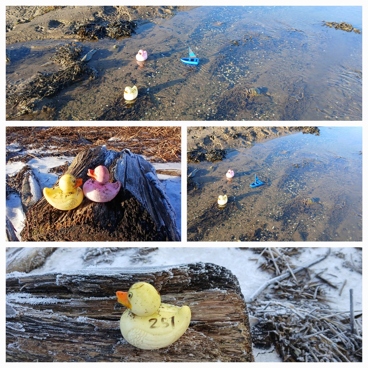 AlistairFergu11's tweet photo. Busy day, 9 bags, fire extinguisher, 4 tyres, bottle of Champers. Find of the day, my 2 Ducks (Pinky & Jazz) #litter
#litterpicking
#Scotlandisbeautiful #Dontbeatosser
@KSBScotland #Earthcleanup #plasticproblem #Dumbdumpers #MakeADifference #KeepScotlandBeautiful
#OneMillionBags https://t.co/3GhuDLvY4e
