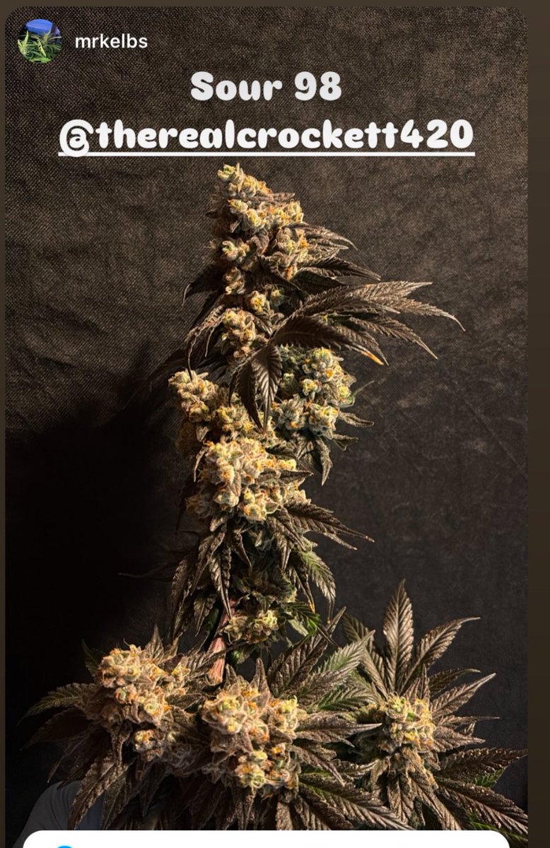 crockett420420's tweet photo. Another pic from a satisfied customer 
#sour98 #crockettfamilyfarms https://t.co/pXXprOScjb https://t.co/lA5swmW38A