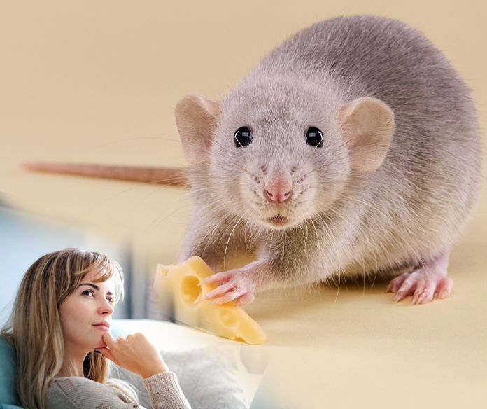 877DEADBUG's tweet image. Ok, New Year’s resolution...Stop leaving so many blocks of cheese out. The rats have me outnumbered. 🧀 🐀 🐀
.
.
.
#thursdaythought #877deadbug #pestcontrol