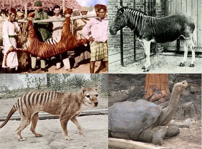 Fotos y vídeos de animales ya extintos.

Quiénes son, discutamos juntos.

Un hilo🧵