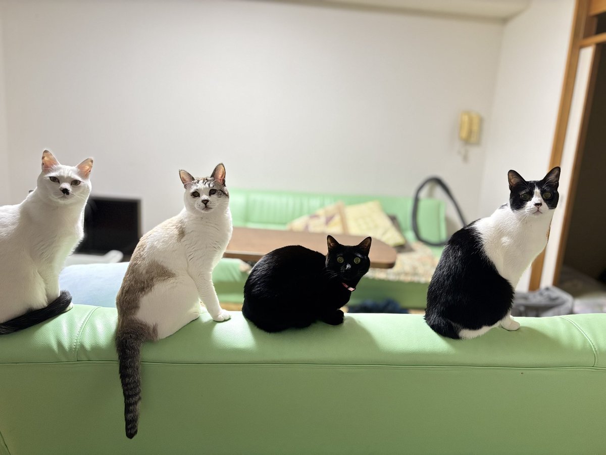 FuFuFu88Fu's tweet image. yuki(白(6歳)      ten(1歳) 

luna(黒(2歳)     monaca(ﾊﾁﾜﾚ(2歳)
みんな保護猫ちゃんです
よろしくお願いいたします♡♡