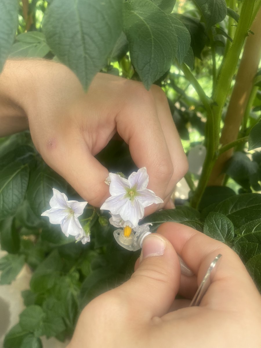 Um die heimische #Kartoffel nachhaltig zu stärken, setzen wir auch auf die Zulassung moderner #Züchtungsmethoden.  Neue Züchtungen sind entscheidend, um die Erträge stabil zu halten und die Anpassungsfähigkeit der Kartoffel gegen Wetterextreme und Schädlinge zu sichern.  🥔✨