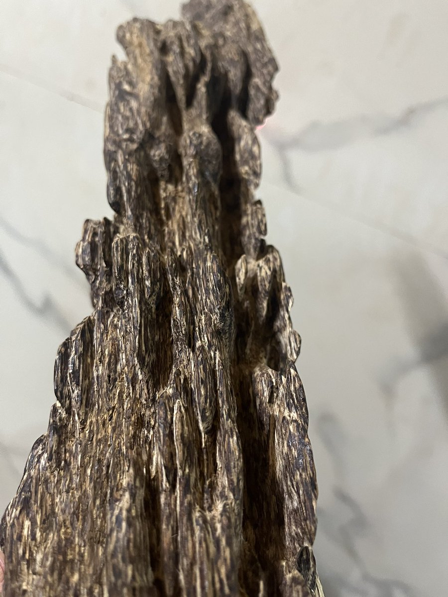 Vietnam agarwood