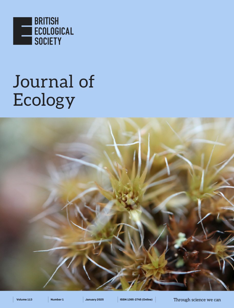 JEcology's tweet image. On the cover: Campylopus introflexus #moss found in Blois forest, France. Below #forest canopies, vascular #plants &amp;amp; #bryophytes often experience a less extreme, buffered microclimate temperature

📸@eva_gril
🔗besjournals.onlinelibrary.wiley.com/doi/10.1111/13…