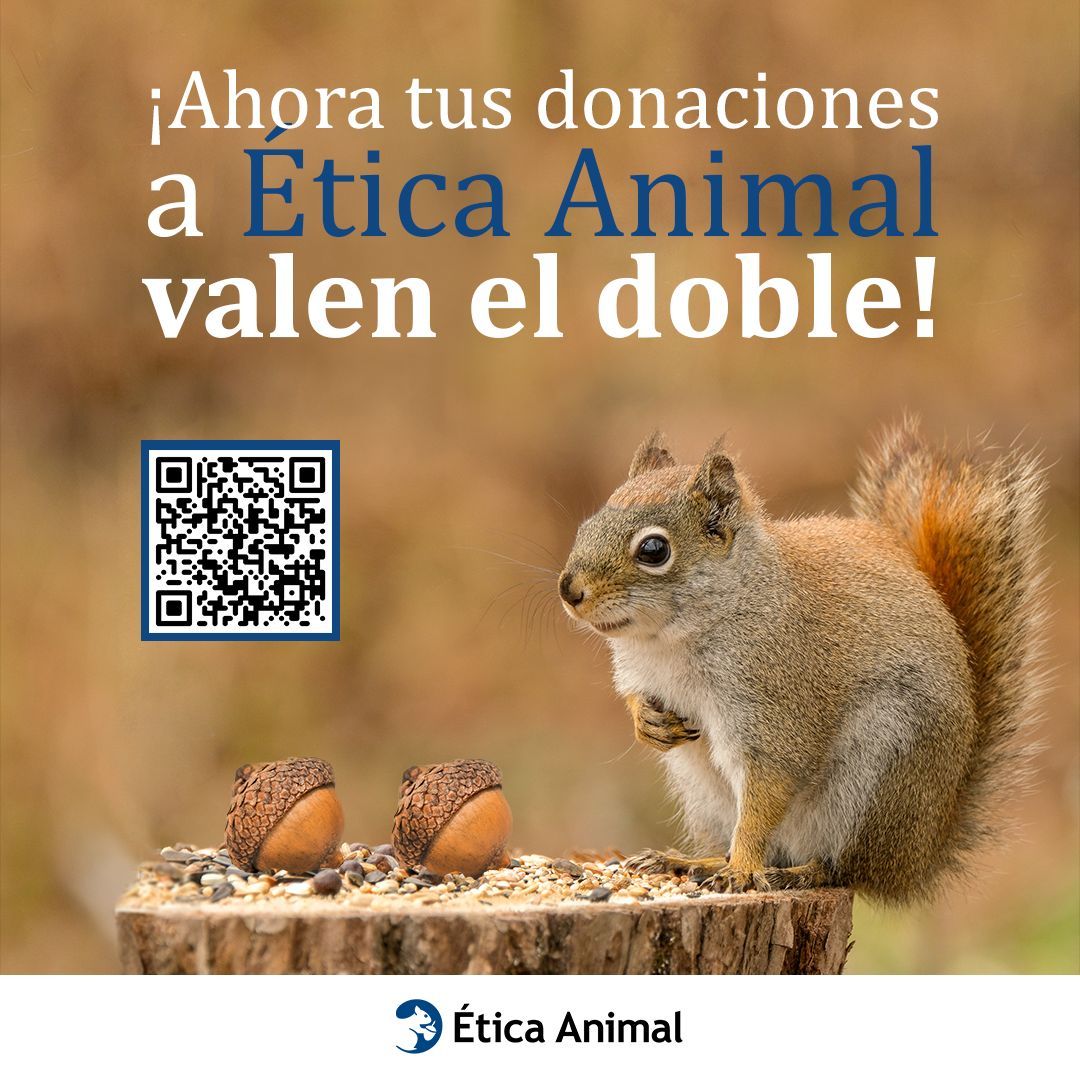 Por tiempo limitado hasta el 15 de enero de 2025 las donaciones realizadas a Ética Animal ¡ayudan el DOBLE! 

Infórmate y dona aquí--> animal-ethics.org/apoya/