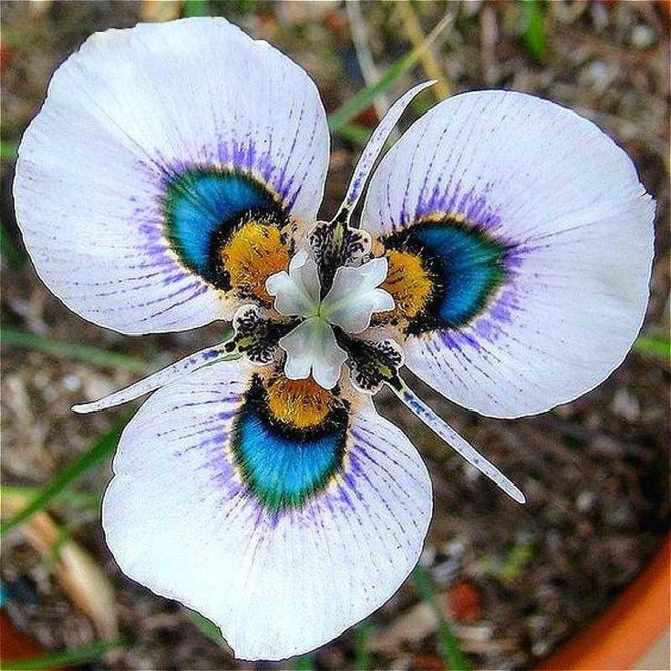 Untamedpath's tweet photo. "Behold the mesmerizing beauty of the Peacock Moraea (Moraea aristata), a South African native with petals resembling a peacock's feathers. #Moraea #PeacockIris #SouthAfricanFlora #FloralWonders #NaturePhotography" https://t.co/ph4v9j1jrv