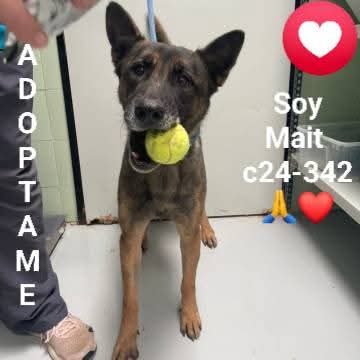 Albergue Bañaderos Gran Canaria 
MAIT c24-342 MAYOR DE 7 AÑOS 
MAIT es un mestizo Pastor, adulto.
Es simpático y le gusta mucho jugar con la pelota.
Necesita una familia para siempre
#adopta 
#grancanaria 

SI QUIERES CONOCER O ADOPTAR, PIDE CITA 👇 

albergueanimalesgrancanaria.com/Nuestros-Anima…