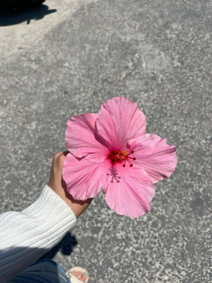 XLIX_409's tweet image. Hibiscus 🌺