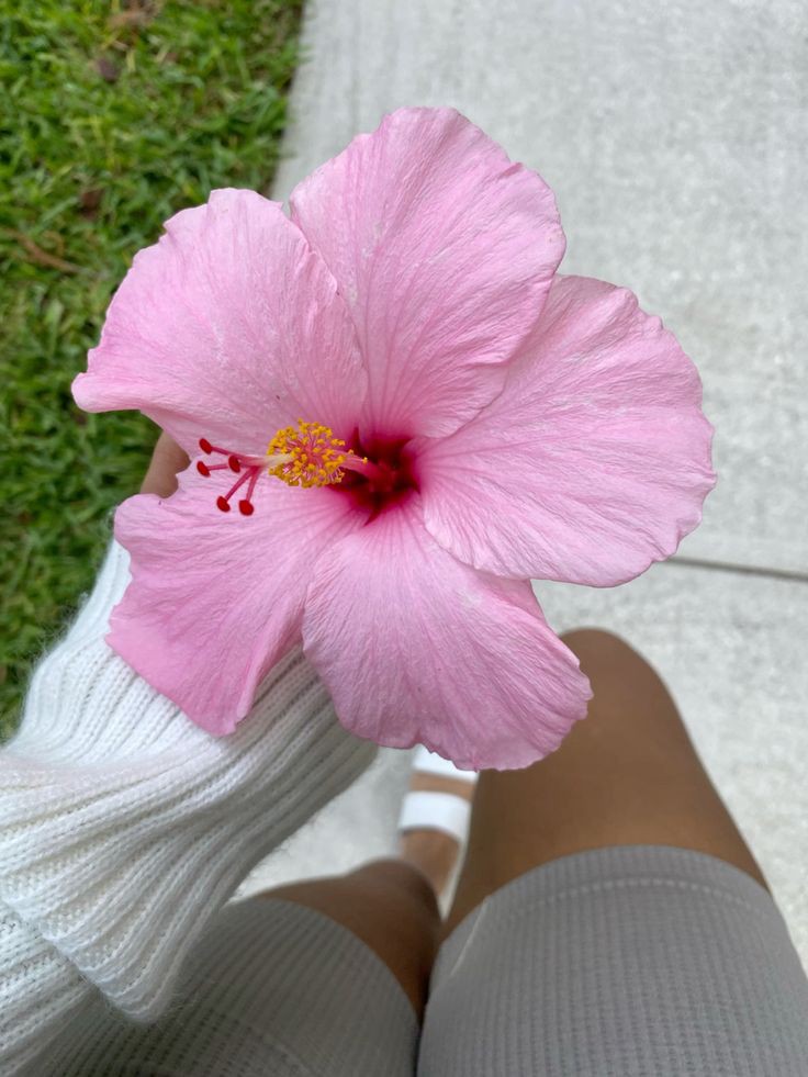 XLIX_409's tweet image. Hibiscus 🌺