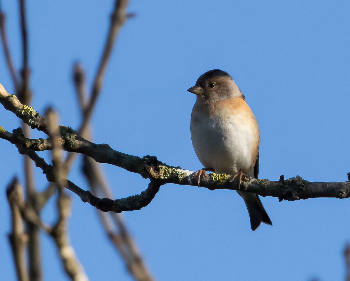 Barry Stalker - Birding Basingstoke & Deane tweet media