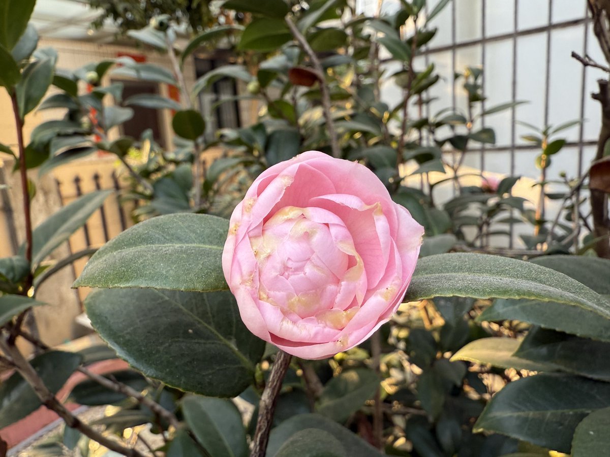 DencyCC's tweet photo. The camellias in the garden blossomed overnight, as if nature’s magic is telling its own story. In 2025, our Nature Magic Wand English story collection is coming soon! The first story is already in the works—stay tuned! 🌸✨

#NatureMagicWand
#planttechnologyalliance https://t.co/LQKWnZiCmy