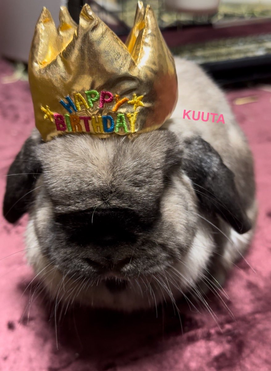LopKUUTA's tweet image. くうたパイセン、4歳のお誕生日おめでとう❗️
大好き大好き大好き愛してるよ❤️

#うさぎのいる暮らし