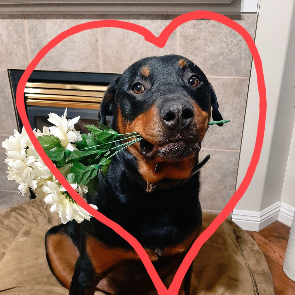 CanadianPenny1's tweet image. 💔 #Kuno