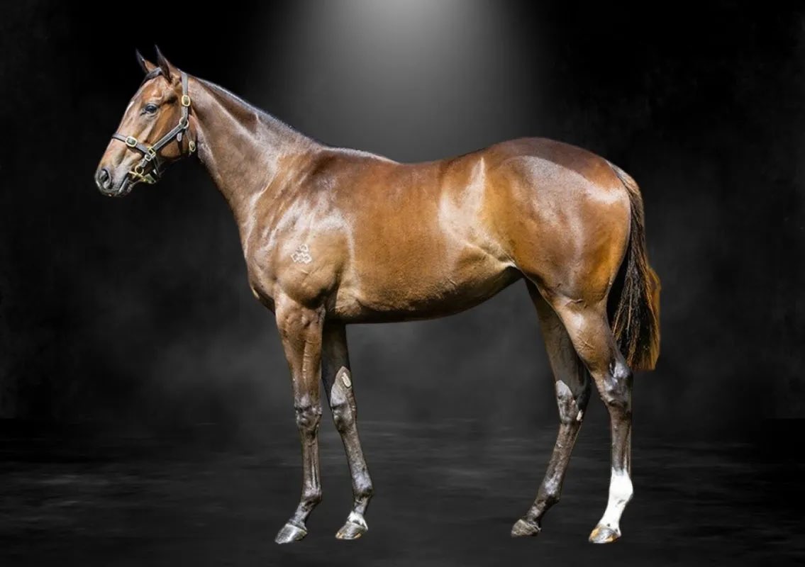 ProvenTbreds's tweet photo. Our 7th acquisition at #MagicMillions2025 is the MAURICE x I AM SERIOUS filly.

I AM SERIOUS was indeed a ‘serious’ mare, winning 8 from 18 starts, defeating 6 individual Group 1 winners during a brief but stellar career.

Kerry Parker’s patient handling will be perfect for this filly.