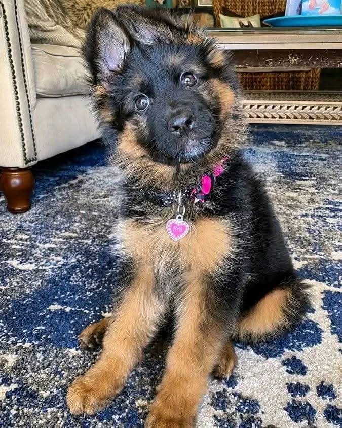 I need a sweet female name 🥰😍🐶