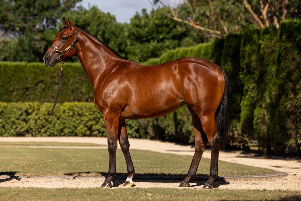 shanenicholsrac's tweet photo. We’ve struck again at the Magic Millions with this lovely Prague x Motivation filly from @torryburnstud for just $50,000. 

She is a beautiful moving filly and comes off an excellent farm. Opportunities are available to race with us.

https://t.co/UPQHP06Vdx https://t.co/gt7dSwxIYi