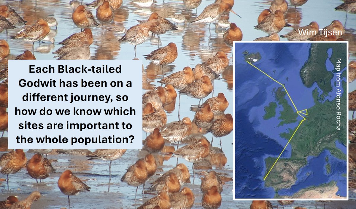 Ever reported a colour-ringed Black-tailed Godwit?
This important paper could not have been written without you:
besjournals.onlinelibrary.wiley.com/doi/full/10.11…
Summarised as a #WaderTales blog:
wadertales.wordpress.com/2025/01/09/how…
#ornithology #waders #shorebirds