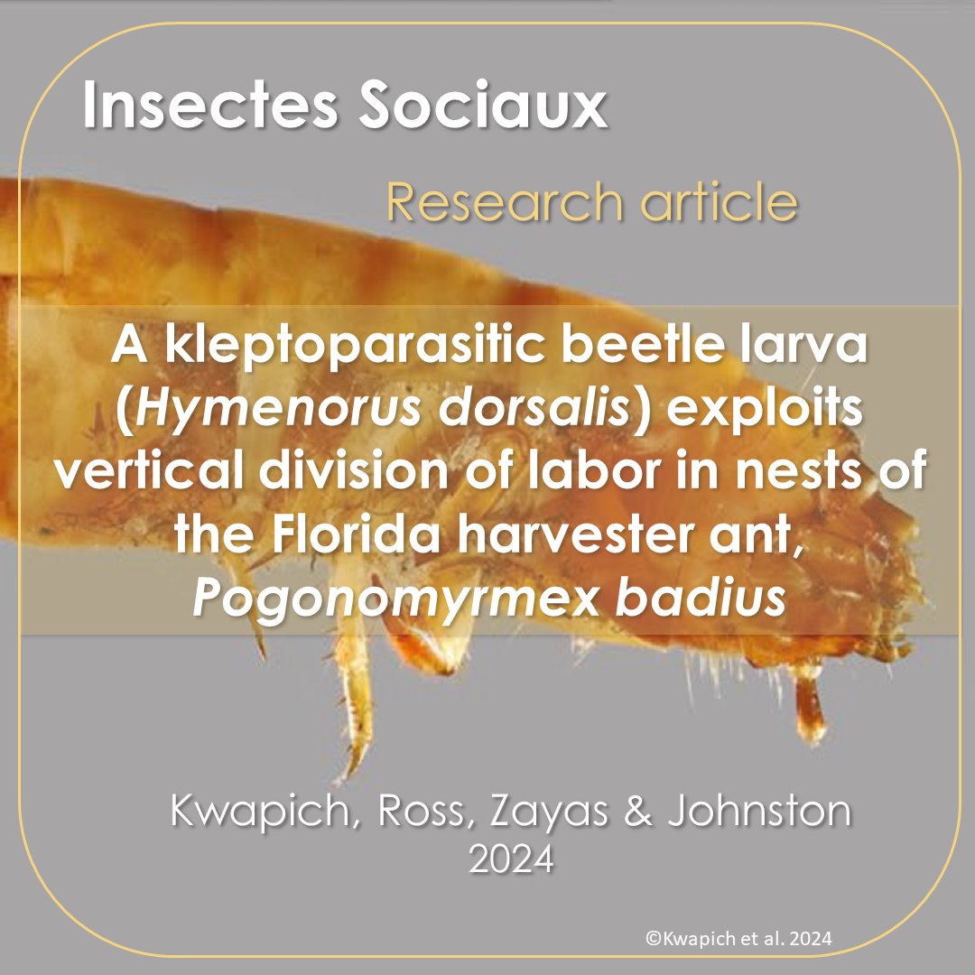 InsSociaux's tweet photo. New research article! 📰
Kwapich et al. revealed that H. dorsalis larvae parasitize P. badius colonies by intercepting insect prey meant for ant larvae🪲
https://t.co/PK3oh1302e
#InsectesSociaux #SocialInsects #Kleptoparasitism #InsectBehavior #Myrmecology #BeetleLarvae #ants https://t.co/taOx6rXt8J