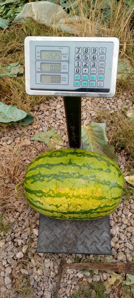 Kito watermelon. 15.25KG grown organically using Vermicompost, vermiwash and rabbit urine. We had to feed bees in our watermelons to increase the sweetness. Watermelon farming is super profitable. Let’s do this