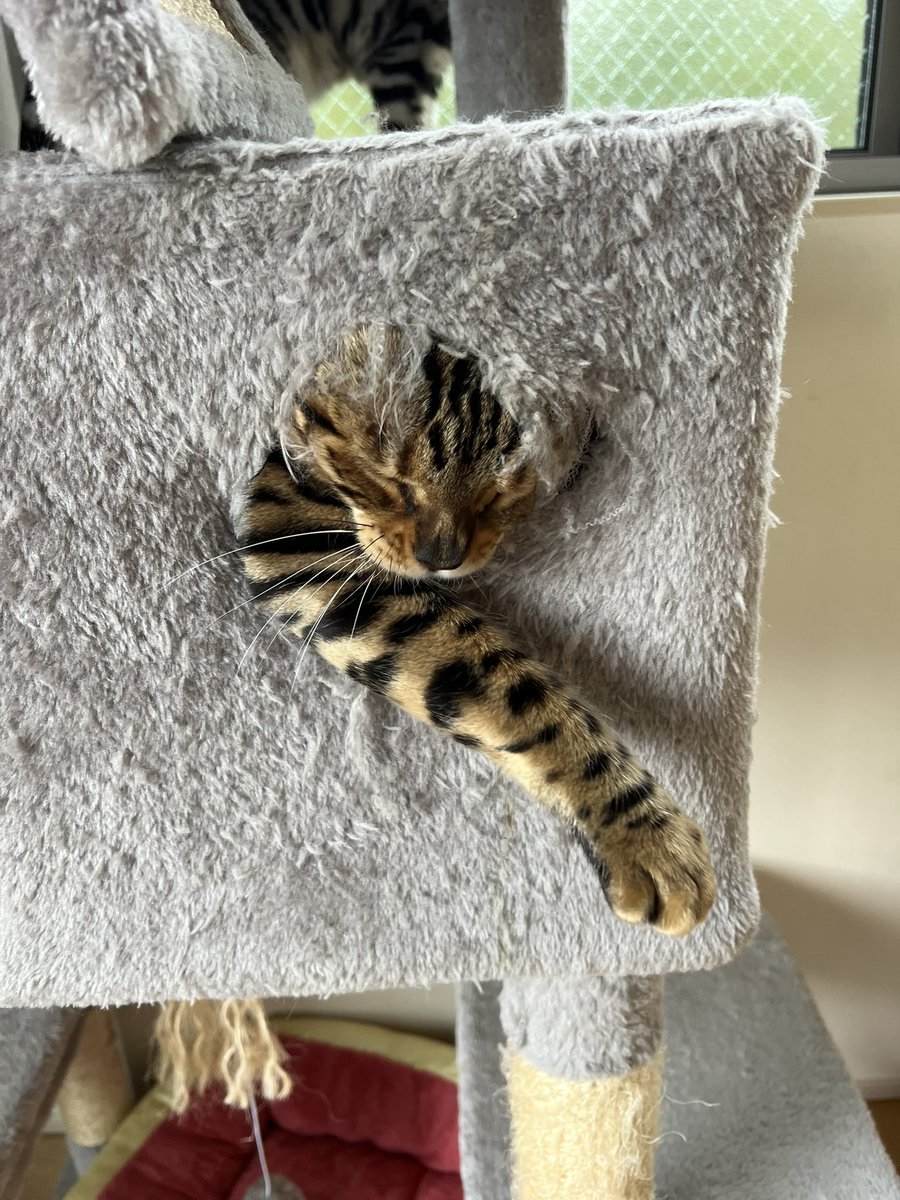 Reche_Luche_FAM's tweet photo. キャットタワーの破壊が進行しています https://t.co/XXEf6q8x6V