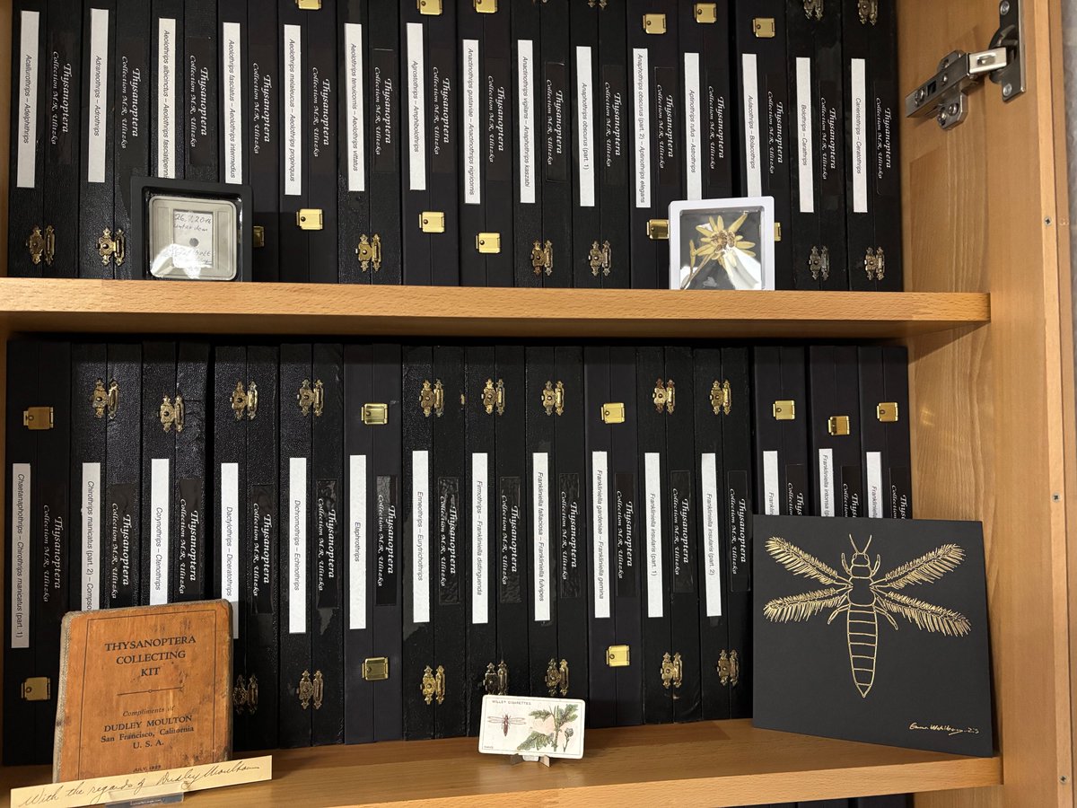 Inventory is done! My Thysanoptera collection now comprises 557 extant species (196 genera) and 54 fossil species (28 genera). More than 50 types (holo- and paratypes) are included. Just have added 300 specimens from the last year. Have not counted the slides – about 7,000 (?)☺️