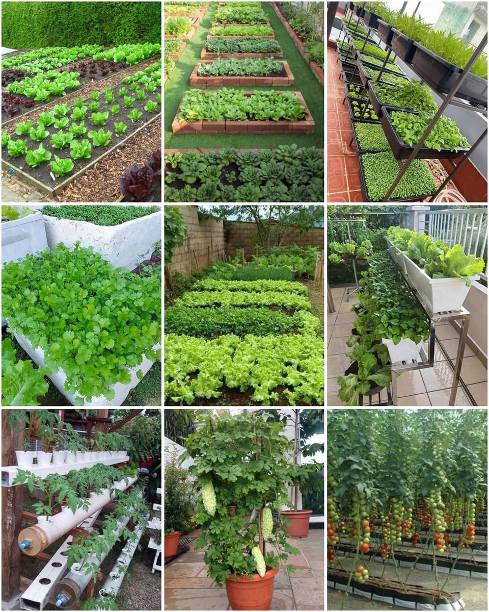 Methods Of Vegetable Gardening. #OptimistFarmer