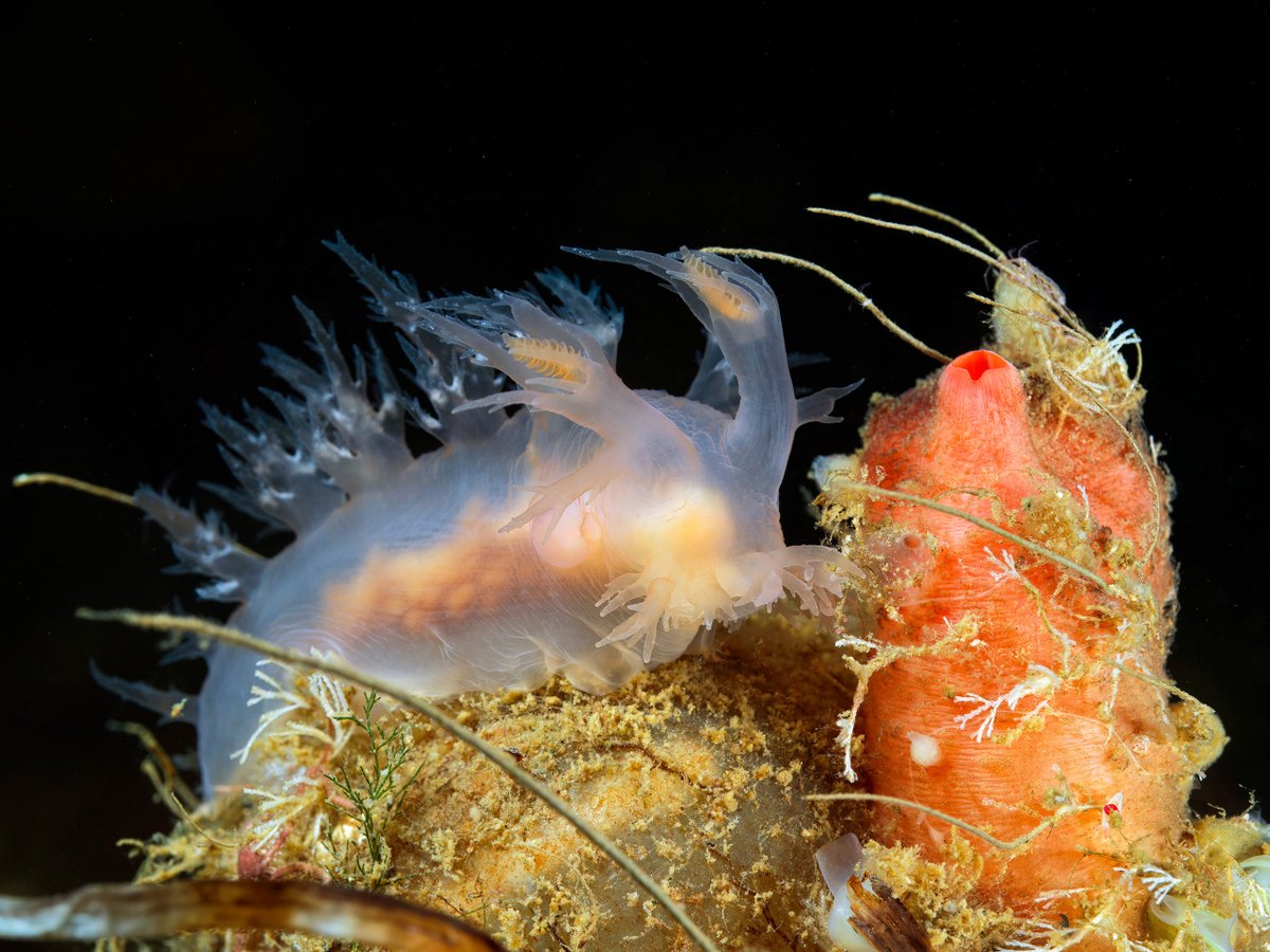 Dendronotus niveus nudibranch: big guy in the icy waters of the White Sea. I’ve seen huge specimens up to 8-10 cm long.