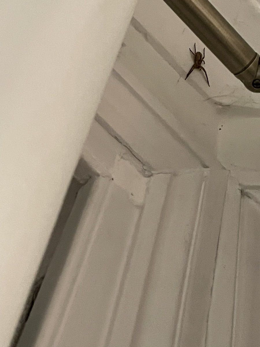 Calling all #spider experts - what is this MONSTER that terrorised me in my London flat last night? 🕷️🕸️