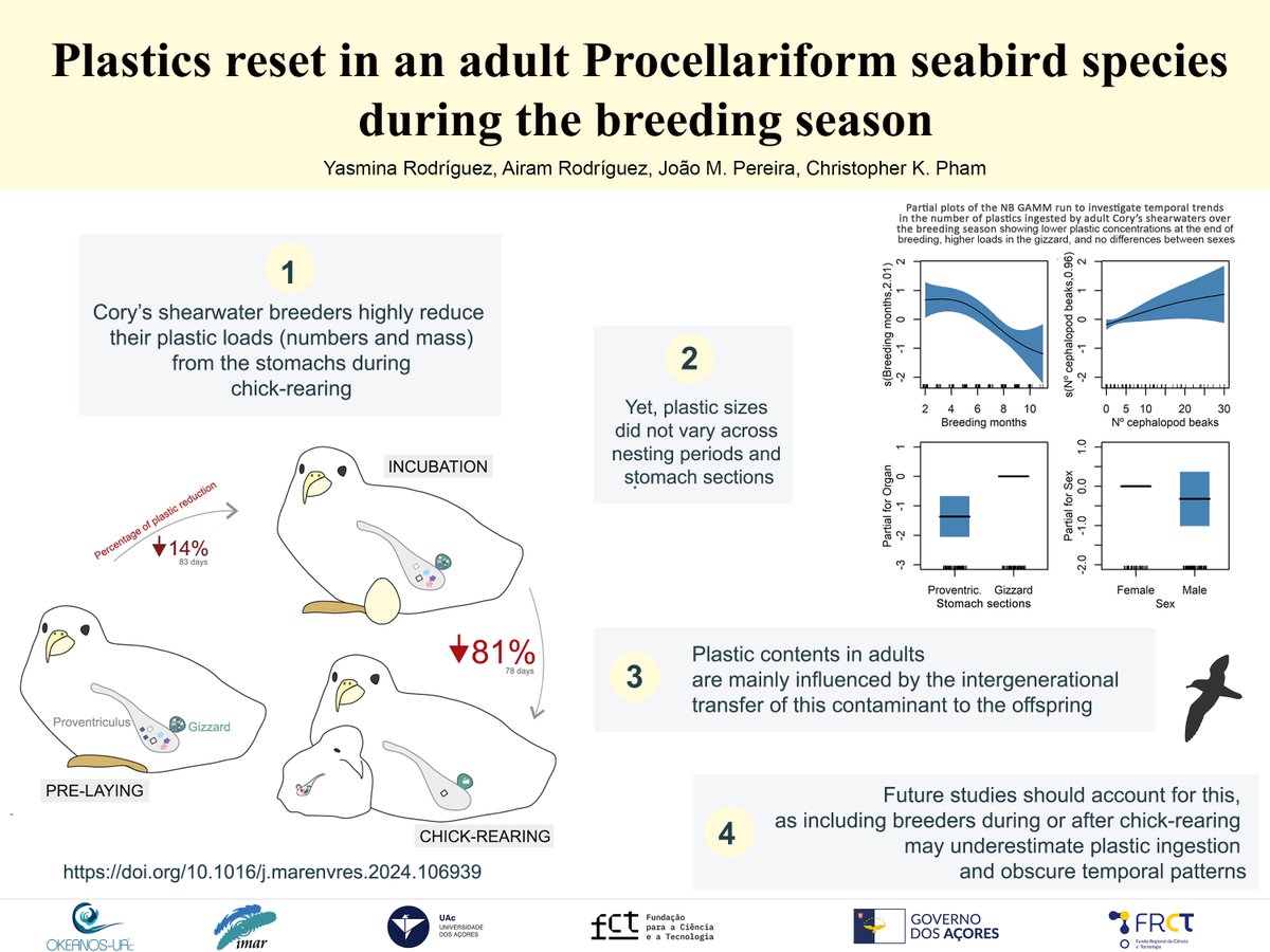 ✨We kick off the year with a newly published paper exploring plastic ingestion in adult shearwaters✨ 

✳️Our findings reveal that due to feeding their offspring, adults reset their plastic loads 

✳️Crucial insights for using seabirds as bioindicators 👇
doi.org/10.1016/j.mare…
