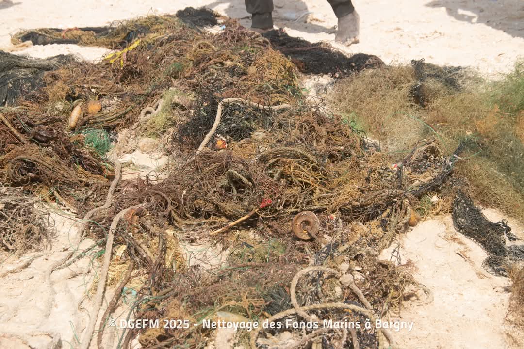 medzaproduction's tweet image. Journée de #Nettoyage des #Fonds #Marins à Bargny 
Une Initiative de la Direction de la Gestion et de l&apos;Exploitation des Fonds Marins
La Direction de la Gestion et de l&apos;Exploitation des Fonds Marins a lancé une initiative innovante et essentielle
@PechesOceansCAN
#kebetu
@ONU_fr