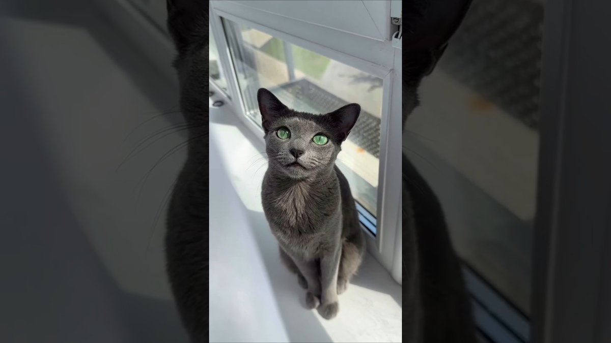 MeowMoeDotCom's tweet image. Beautiful #Cat eye 👁️👁️ 😺😺😻 #sh ...
 
meowmoe.com/157996/
 
#BeautifulCat #BeautifulCatEye #CatEye #Cats #GreyPersianCat #Neko #コラット