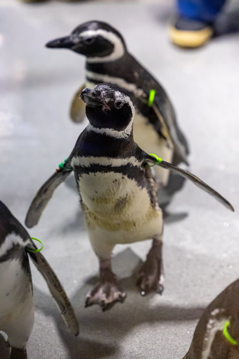 ReLU_aqua's tweet photo. ご機嫌なぽんずさん🐧✨
#すみだ水族館 #マゼランペンギン 
#羽毛さん日誌 https://t.co/QgK6EmEwAX