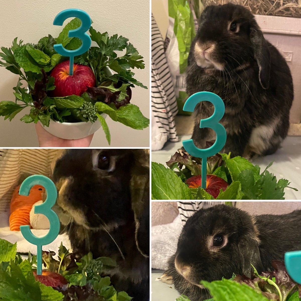 Somebunny is 3 today! 💚🐰🎉
#twitch #threenager #bunnylove
