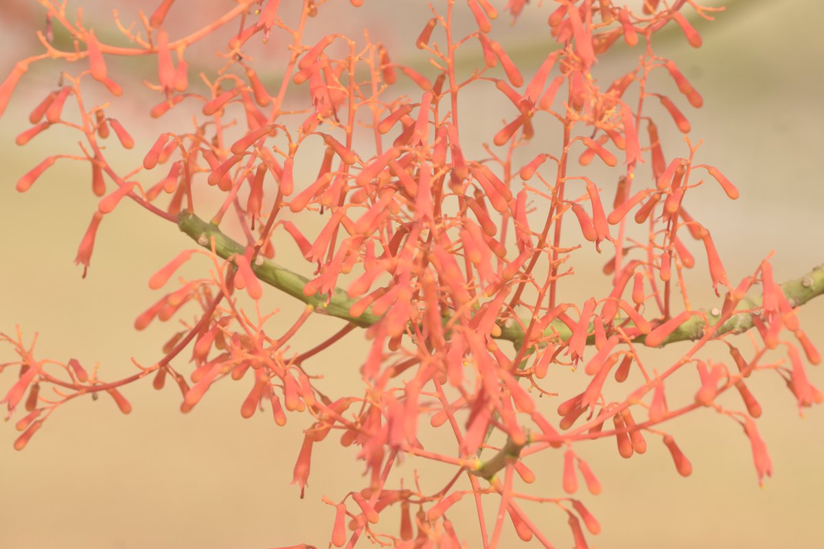 Hildegardia barteri a fast-growing, deciduous tree that begins to shed its leaves at the onset of the dry season (Late October). The beautiful red scarlet flowers that serve as an attraction to sunbirds, bees and other nectar-loving insects blossom between December and February.