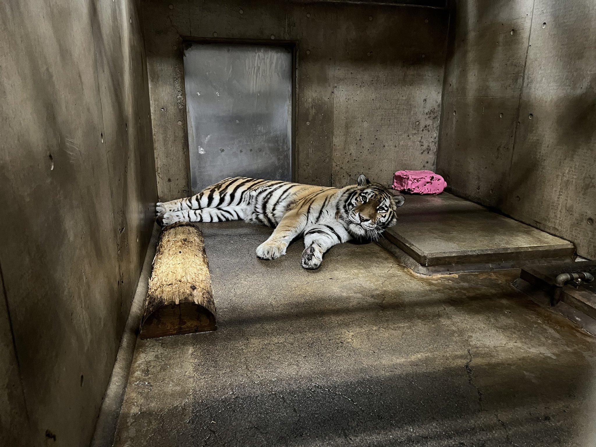 旭川市旭山動物園［公式］ on X: 