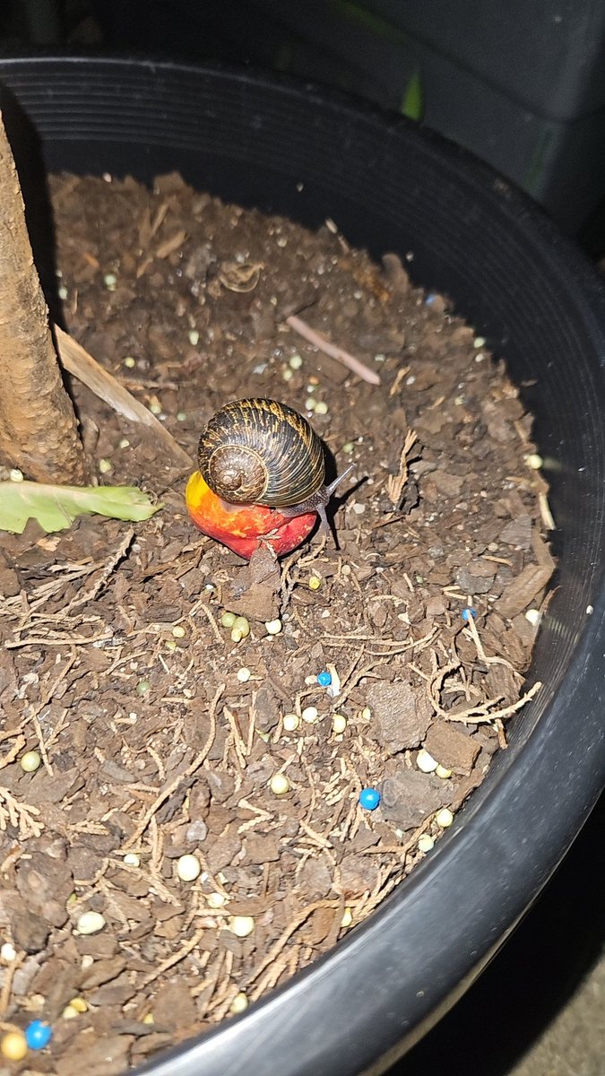 Our first ever Peach is growing nicely, just waiting for it to ripen. Gave the snails &amp; other insects the smaller or not so good fruits. There is always enough to share. #gardening #GardeningX #GardenersWorld #organic #vegetablegarden #GardeningMadeEasy #gardentotable