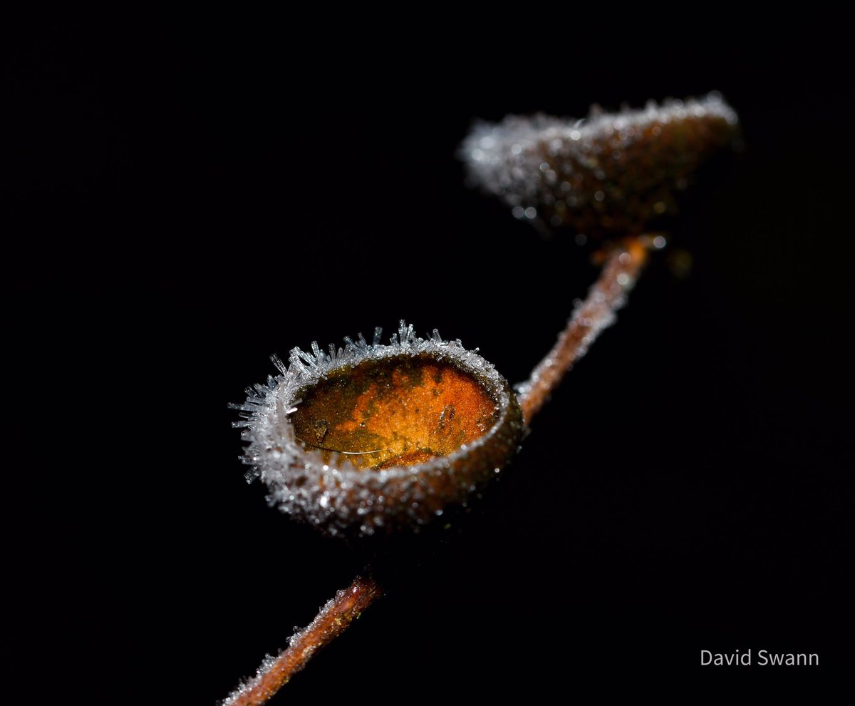 David Swann (@davidswann1) on Twitter photo Winter Acorn cup. @WoodlandTrust <a href="/wildflower_hour/">wildflowerhour</a> <a href="/YorksWildlife/">Yorkshire Wildlife Trust - follow us on Bluesky 🦋</a> <a href="/MacroHour/">#MacroHour 🌿</a> <a href="/CUPOTYawards/">Close-up Photographer of the Year</a> Winter Acorn cup. @WoodlandTrust <a href="/wildflower_hour/">wildflowerhour</a> <a href="/YorksWildlife/">Yorkshire Wildlife Trust - follow us on Bluesky 🦋</a> <a href="/MacroHour/">#MacroHour 🌿</a> <a href="/CUPOTYawards/">Close-up Photographer of the Year</a>