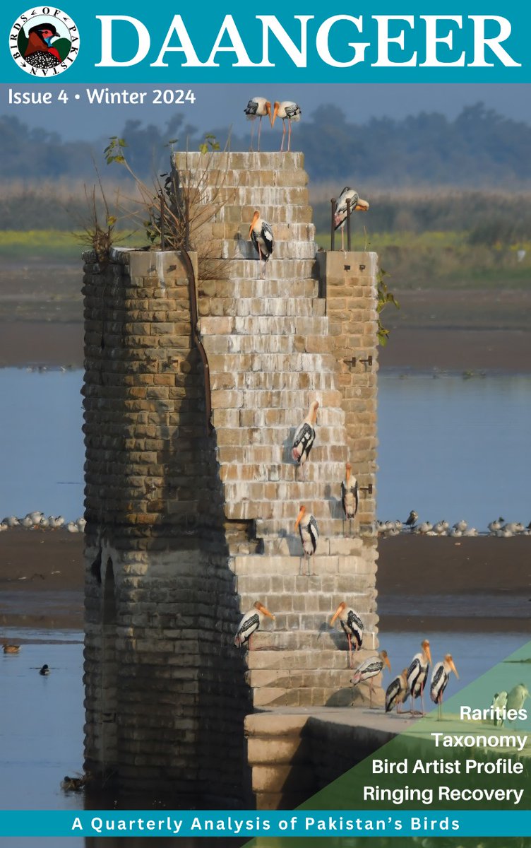 Daangeer: A Quarterly Analysis of Pakistan’s Birds wrapped up 2024 with insights, discoveries and notable highlights. Feel free to download the latest issue at rewildinginduslibrary.org.

Here's to another year of celebrating avian diversity of Pakistan!