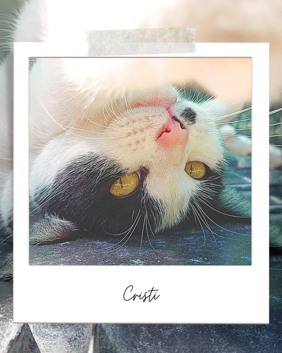 Cristi es una gata que ha crecido en el refugio. Es guapa, juguetona y muy divertida, tiene mucha energía!!!

adopciones@defensafelina.org
apadrina@defensafelina.org 

teaming.net/asociaciondefe… 

Bizum: "donar a una ONG" + 07818 

Santander
IBAN ES09 0049 5427 0229 1660 1121