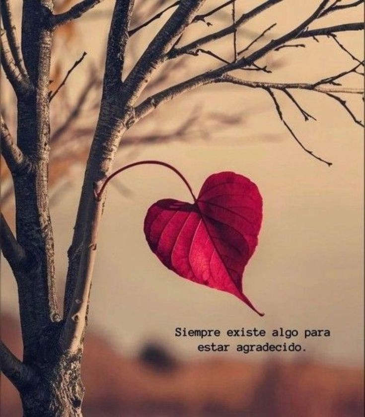 LydiaPrez14's tweet photo. No te canses de hacer el bien, porque aquel que da sin esperar nada a cambio, todo lo que siembra un día lo cosechará en abundancia.
Buenos días ☕ 
Lindo jueves lleno de abundantes bendiciones para ti ❤️ https://t.co/UjYS60ny2J