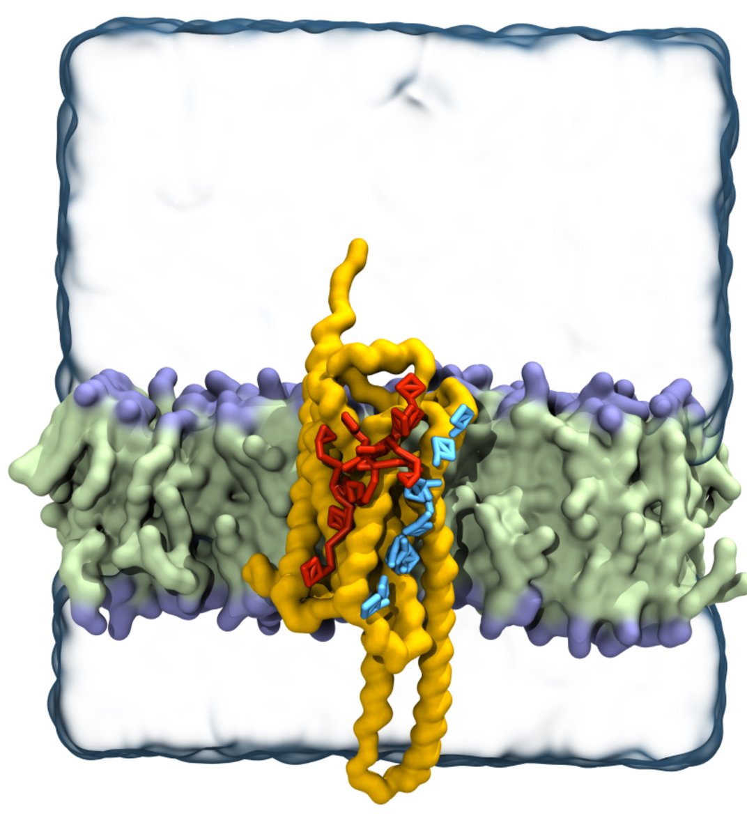 FIAS-Computersimulationen zeigen den Weg in die Zelle für Medikamente: Wie Proteine das Durchqueren von Membranen erleichtern, beschreibt das FIAS-Team. So können Wirkstoffe in das Zellinnere vordringen, um Tumoren oder Autoimmunerkrankungen zu bekämpfen. fias.news/aktuelles/wie-…